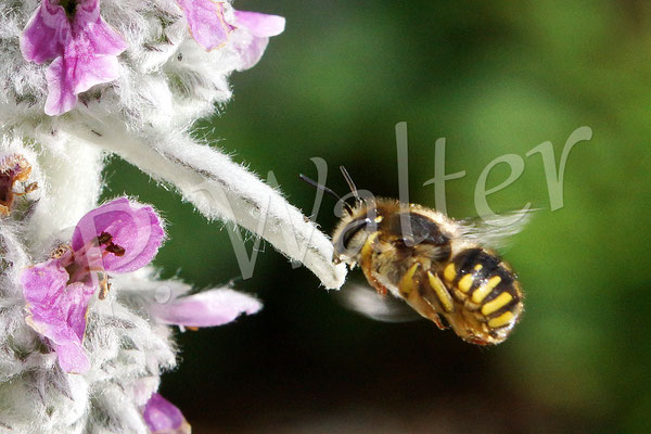 28.06.2015 : Wollbiene beim Anflug einer Woll-Ziest-Blüte