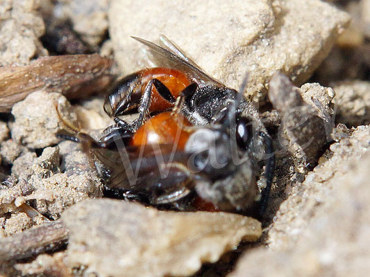 18.06.2017 : Blutbienen"gerangel", drei Stück ineinander verkeilt