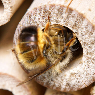 02.05.2016 : Rostrote Mauerbiene beim Verschließen einer Niströhre