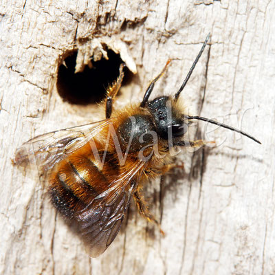 12.04.2015 : Männchen der Rostroten Mauerbiene