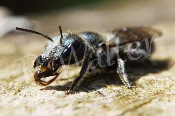 18.05.2014 : Stahlblaue Mauerbiene - Weibchen