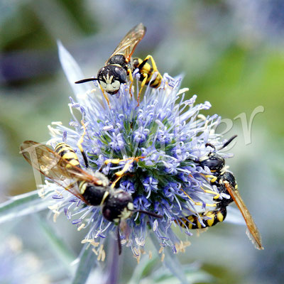 26.07.2017 : Bienenwölfe, drei Männchen, an Distelblüte