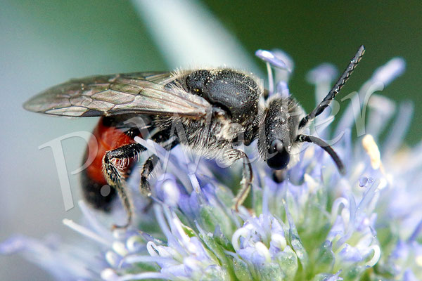 26.07.2017 : Blutbiene an einer Distelblüte