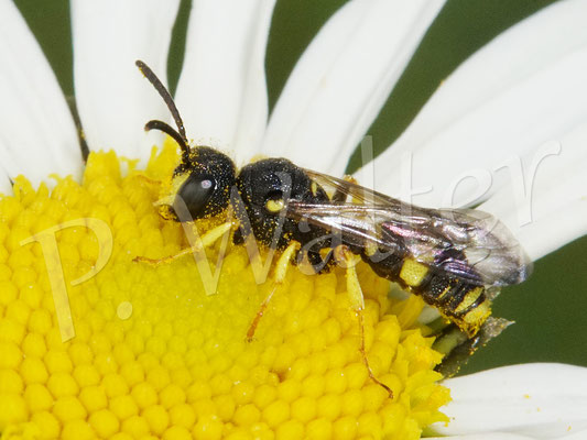 14.05.2020 : wahrscheinlich die Bienenjagende Knotenwespe, ungefähr 10 mm lang, auf der Wiesen-Margerite