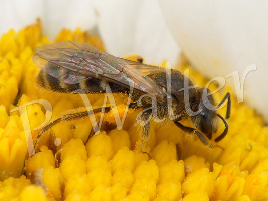 11.07.2015 : eine Furchenbiene an einer Margaritenblüte