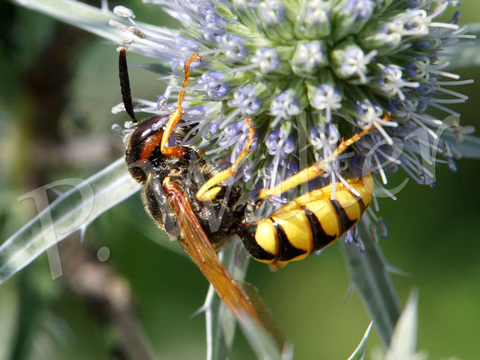 14.07.2017 : Bienenwolf an Distelblüte