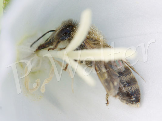 12.06.2015 : Honigbiene trinkt Nektar in einer Glockenblumenblüte
