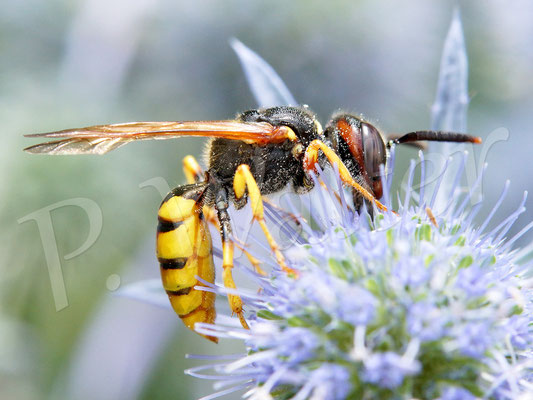 26.07.2017 : Bienenwolf an Distelblüte, Weibchen