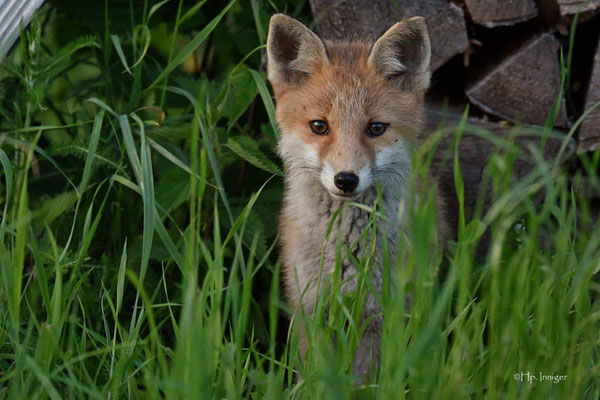 Jungfuchs