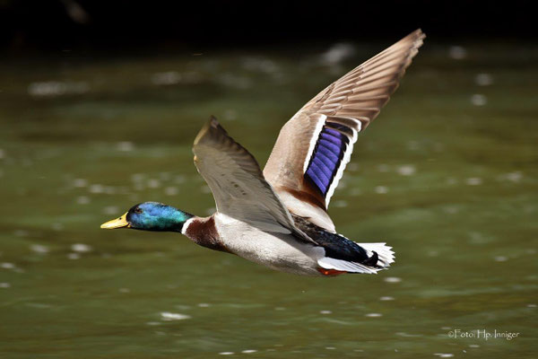 Stockente/m