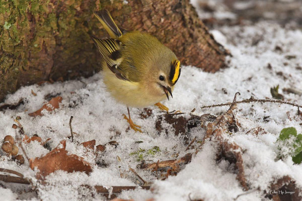 Wintergoldhähnchen