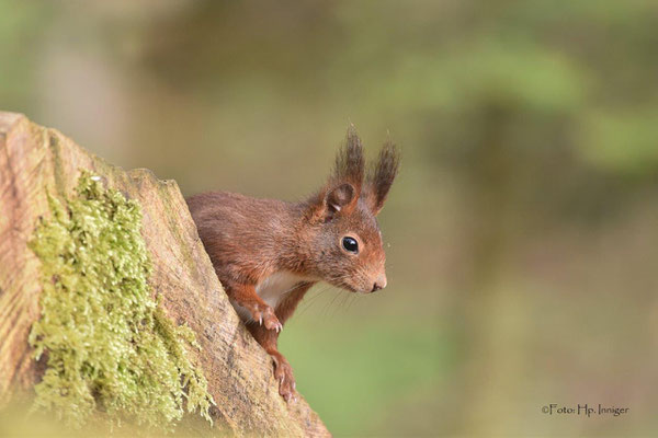 Eichhörnchen