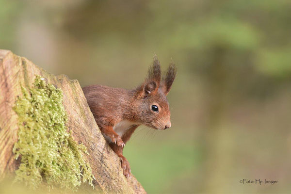 Eichhörnchen