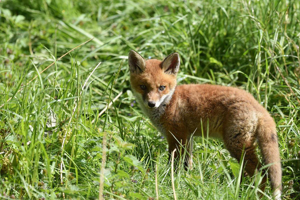 Jungfuchs