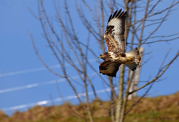 Mäusebussard