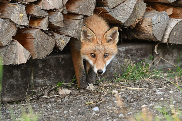 Jungfuchs