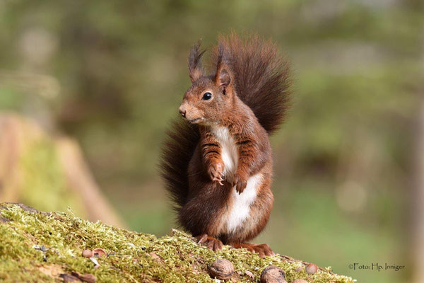 Eichhörnchen