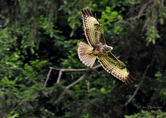 Mäusebussard