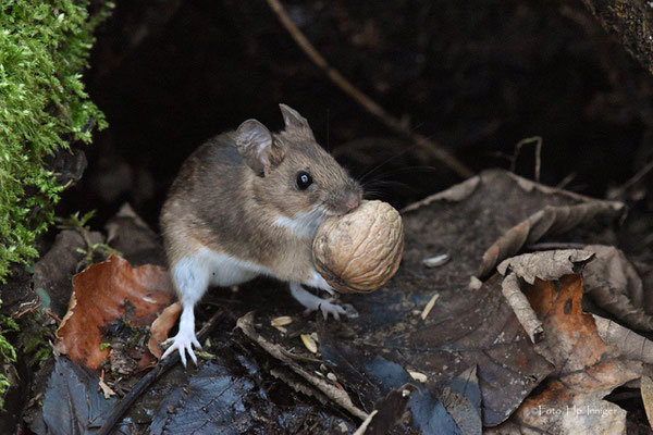 Köbu Waldmaus