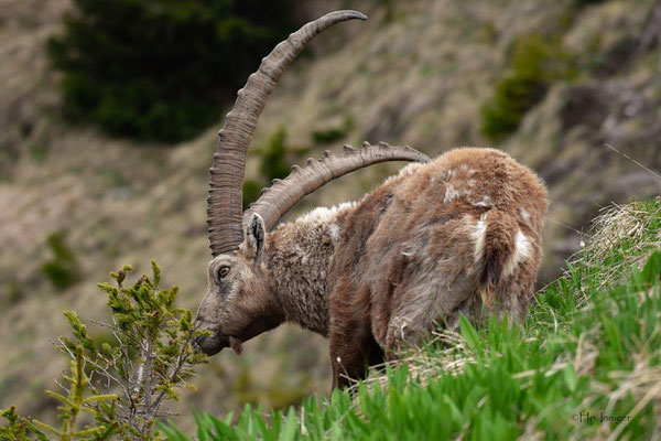 Steinbock