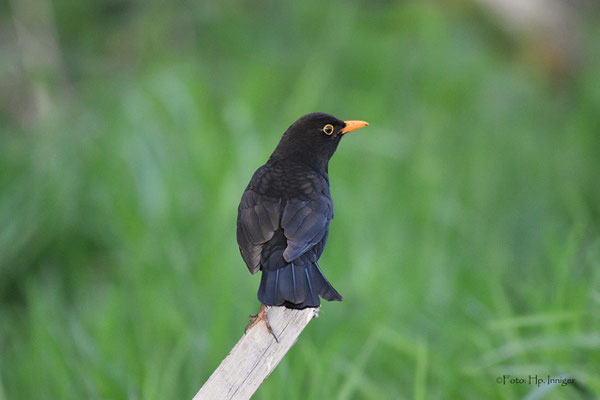 Amsel/m