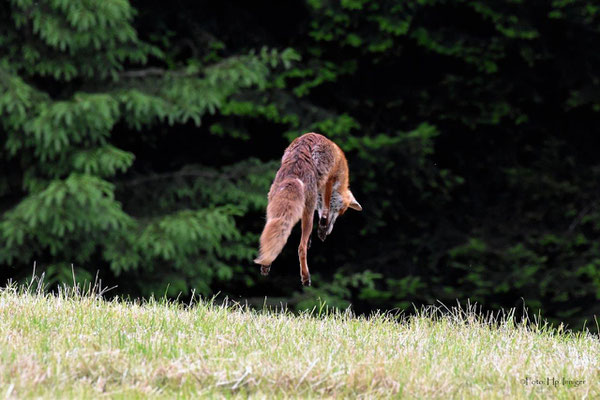 Dieses Foto wurde in der BZ- und Thuner Tagblatt veröffentlicht