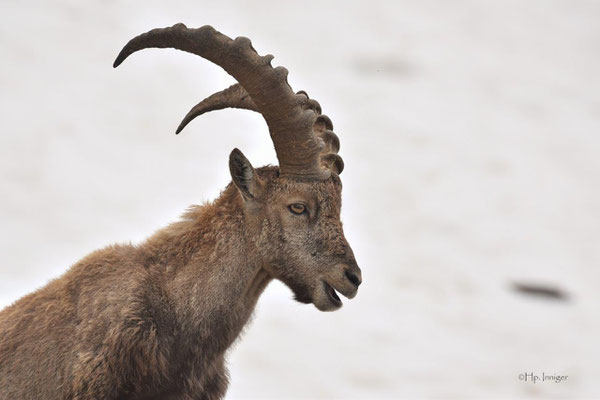 Steinbock