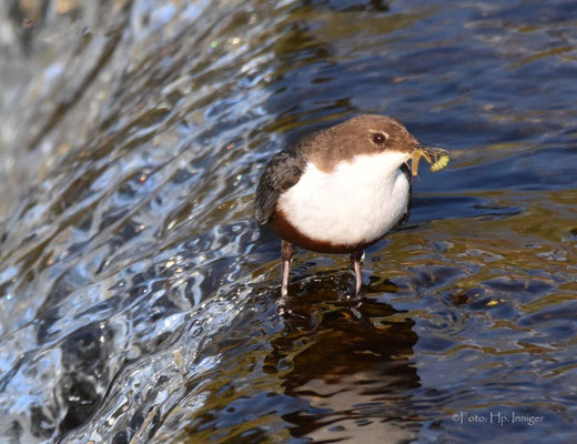 Wasseramsel