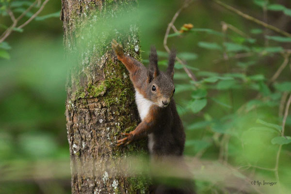 Eichhörnchen