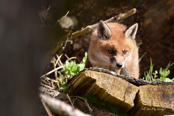 Jungfuchs