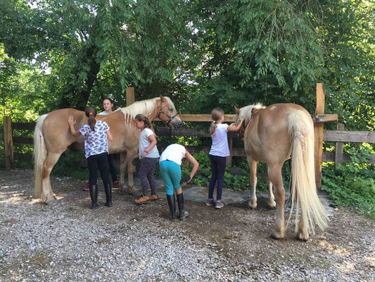 Kinderreitwochen 2018 Kinder Pferdepflege Haflinger