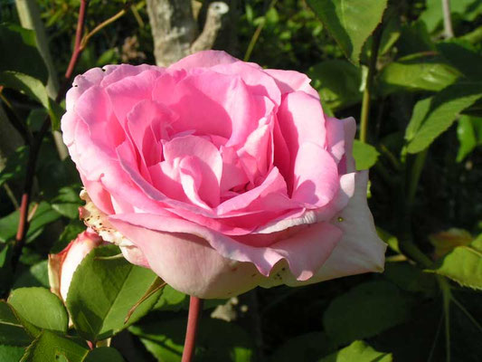 ビバリー Kisibeno3goukanhana ページ