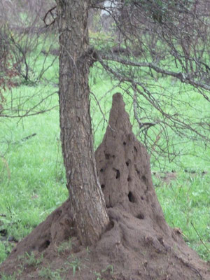Afrique d sud termitière