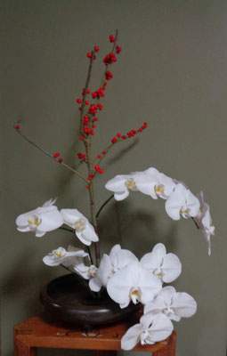  水谷月花傳　胡蝶蘭　ウインターベリー