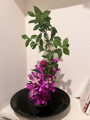 瞳　　　　　ブルーベリー　芍薬　モカラ　