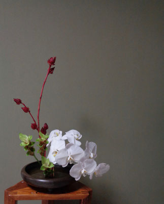 水谷月花傳　胡蝶蘭　くるくま　ベニ葵