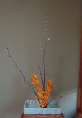 高橋暁美　　啓翁桜　モカラ