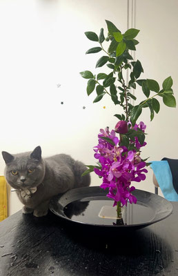 瞳　　　　　ブルーベリー　芍薬　モカラ　猫