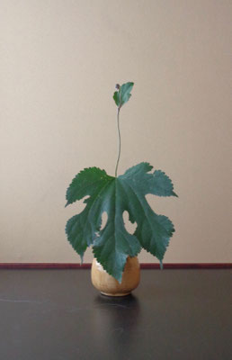 高橋暁美　　黄瀬戸秋明菊　梶の葉