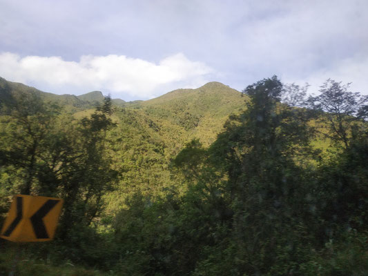 Forêt pluviale à l'Ouest des Andes
