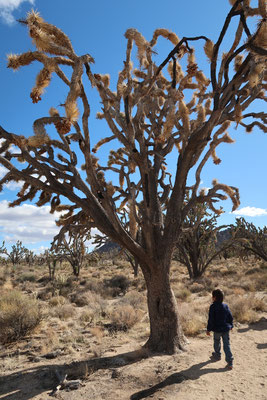 Joshua tree, désert de Mojave