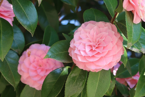 Rose garden, Portland
