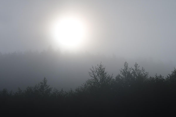 Brouillard automnal