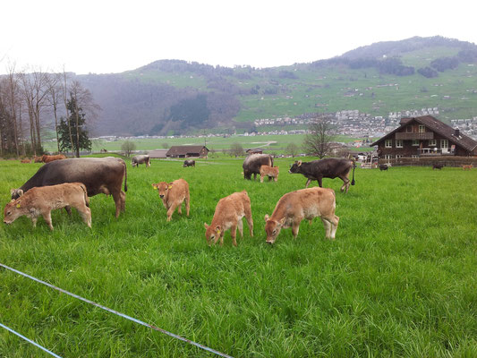 Unser Vieh beim Weiden zuhause