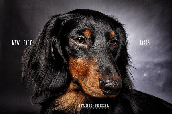 Studio-Seikel / Hunde mit Charakter / Kunst-Projekt / Werbefotografie / Hundefotos / Tierfotografie / Hundefotografie