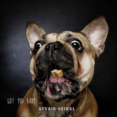 Studio-Seikel / Hunde mit Charakter / Kunst-Projekt / Werbefotografie / Hundefotos / Tierfotografie / Hundefotografie