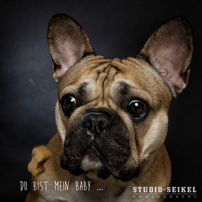 Studio-Seikel / Hunde mit Charakter / Kunst-Projekt / Werbefotografie / Hundefotos / Tierfotografie / Hundefotografie