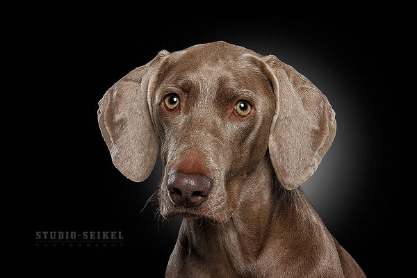 Studio-Seikel / Hunde mit Charakter / Kunst-Projekt / Werbefotografie / Hundefotos / Tierfotografie / Hundefotografie