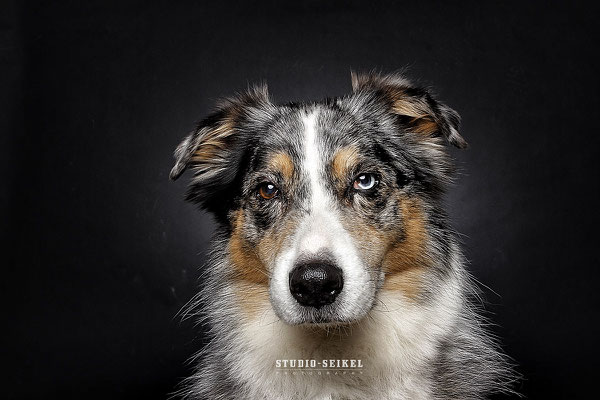 Studio-Seikel / Hunde mit Charakter / Kunst-Projekt / Werbefotografie / Hundefotos / Tierfotografie / Hundefotografie