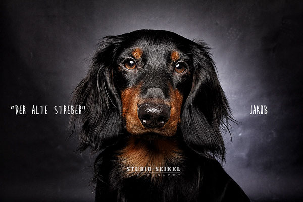 Studio-Seikel / Hunde mit Charakter / Kunst-Projekt / Werbefotografie / Hundefotos / Tierfotografie / Hundefotografie